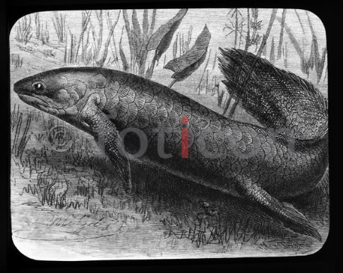 Molchfisch | Newt Fish (foticon-600-simon-meer-363-071-sw.jpg)
